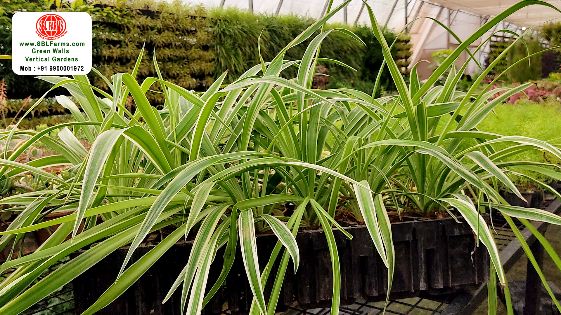 Sbl Farms Green walls and Living walls, Vertical Garden, Bio Curtains,terrace garden contractors bangalore